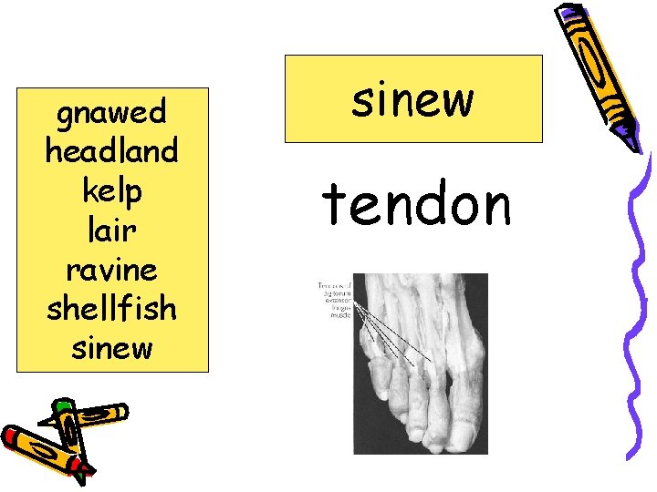 gnawed headland kelp lair ravine shellfish sinew tendon 