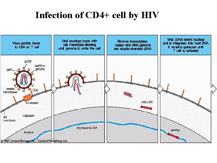Infection of CD 4+ cell by HIV 