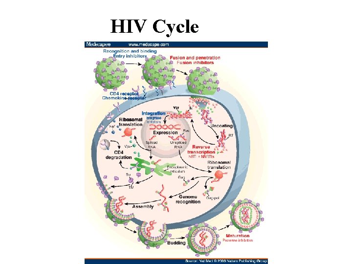 HIV Cycle 