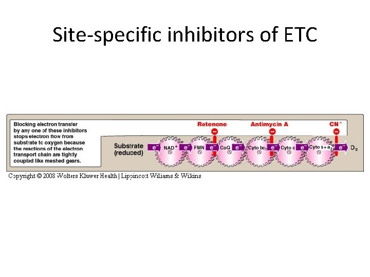 Site-specific inhibitors of ETC 