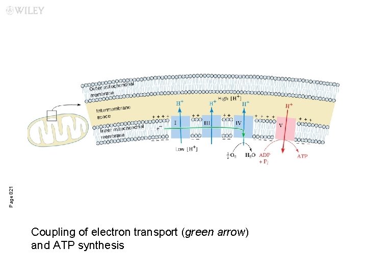 Page 821 Coupling of electron transport (green arrow) and ATP synthesis 