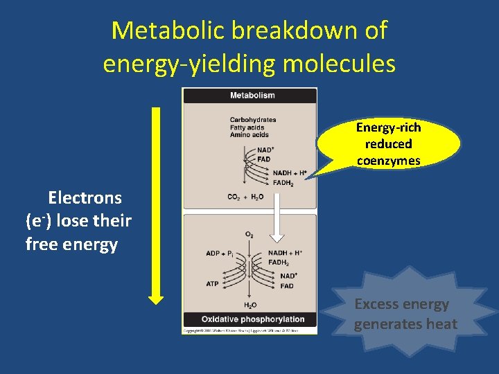 Metabolic breakdown of energy-yielding molecules Energy-rich reduced coenzymes Electrons (e-) lose their free energy