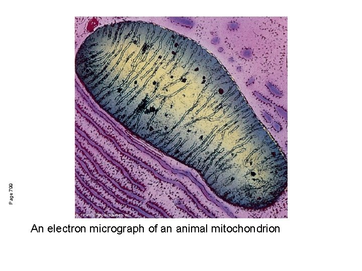 Page 799 An electron micrograph of an animal mitochondrion 