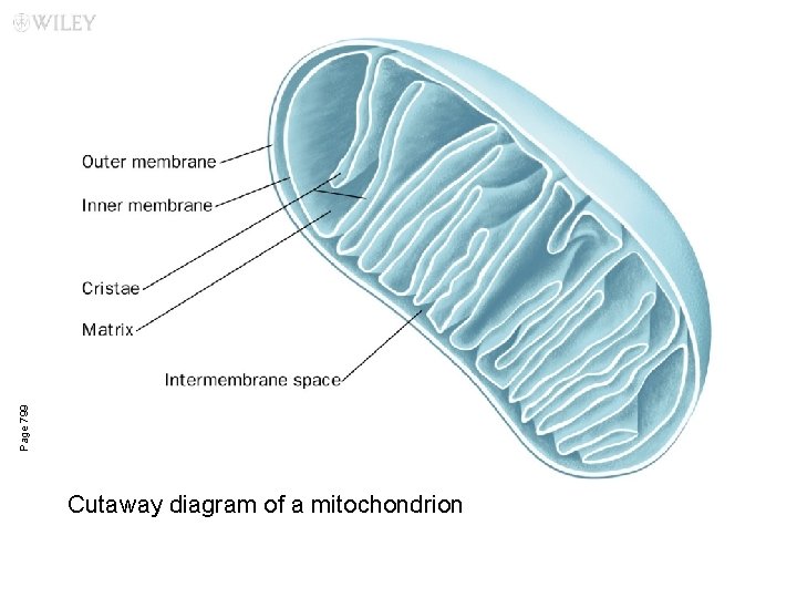 Page 799 Cutaway diagram of a mitochondrion 