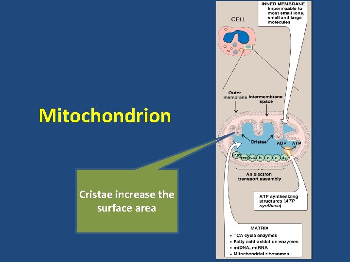 Mitochondrion Cristae increase the surface area 