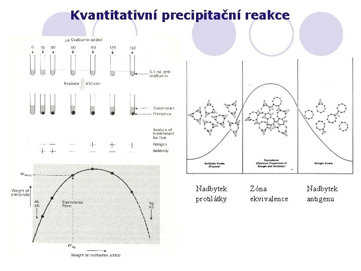 Kvantitativní precipitační reakce Nadbytek protilátky Zóna ekvivalence Nadbytek antigenu 