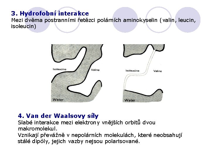 3. Hydrofobní interakce Mezi dvěma postranními řetězci polárních aminokyselin (valin, leucin, isoleucin) 4. Van