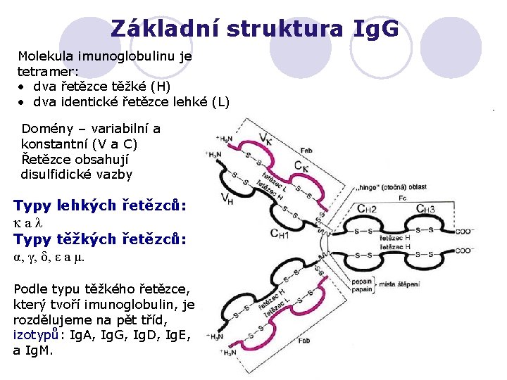 Základní struktura Ig. G Molekula imunoglobulinu je tetramer: • dva řetězce těžké (H) •