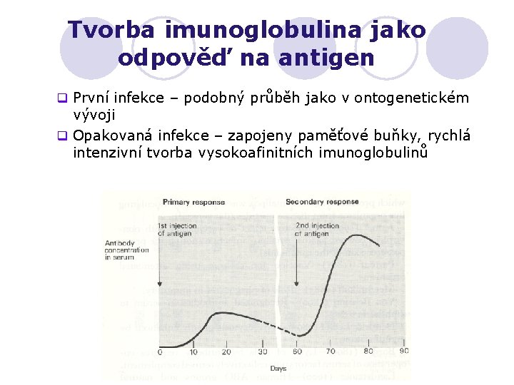Tvorba imunoglobulina jako odpověď na antigen q První infekce – podobný průběh jako v
