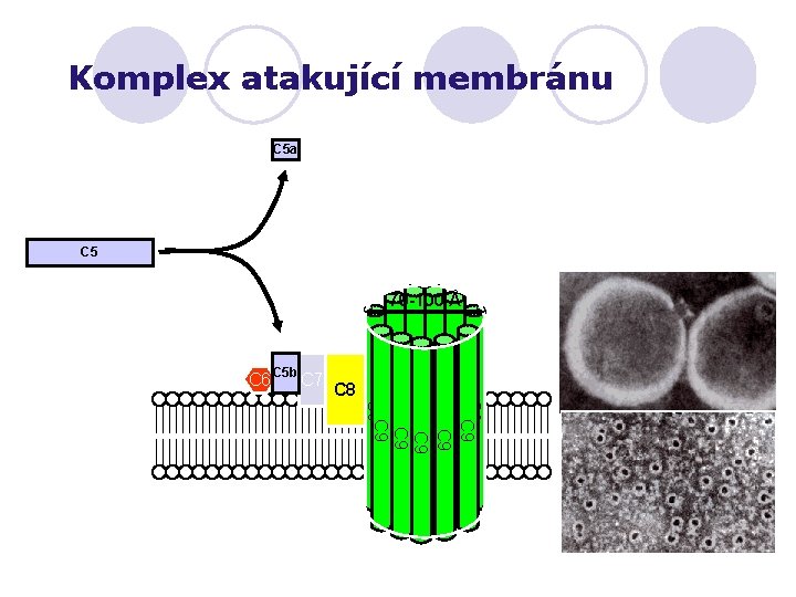 Komplex atakující membránu C 5 a C 5 70 -100 Å C 8 C