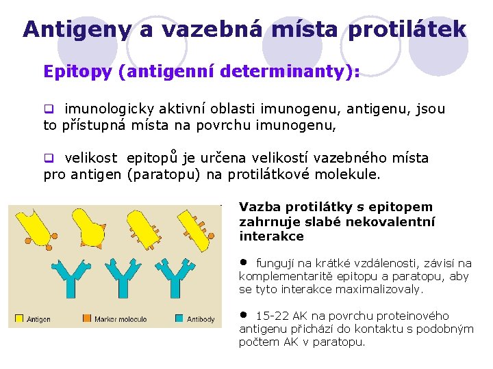 Antigeny a vazebná místa protilátek Epitopy (antigenní determinanty): q imunologicky aktivní oblasti imunogenu, antigenu,