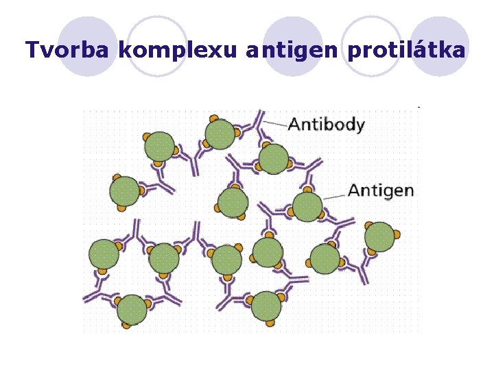 Tvorba komplexu antigen protilátka 