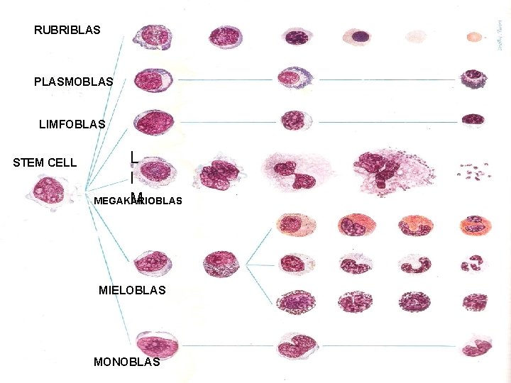 RUBRIBLAS PLASMOBLAS LIMFOBLAS STEM CELL L I M MEGAKARIOBLAS MIELOBLAS MONOBLAS 