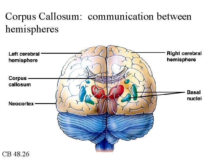 Corpus Callosum: communication between hemispheres CB 48. 26 