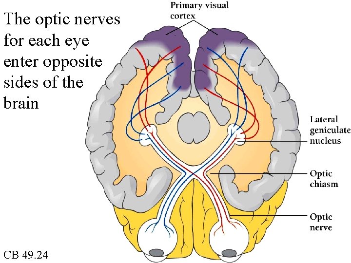 The optic nerves for each eye enter opposite sides of the brain CB 49.
