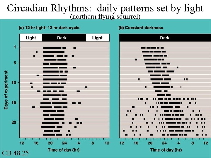 Circadian Rhythms: daily patterns set by light (northern flying squirrel) CB 48. 25 