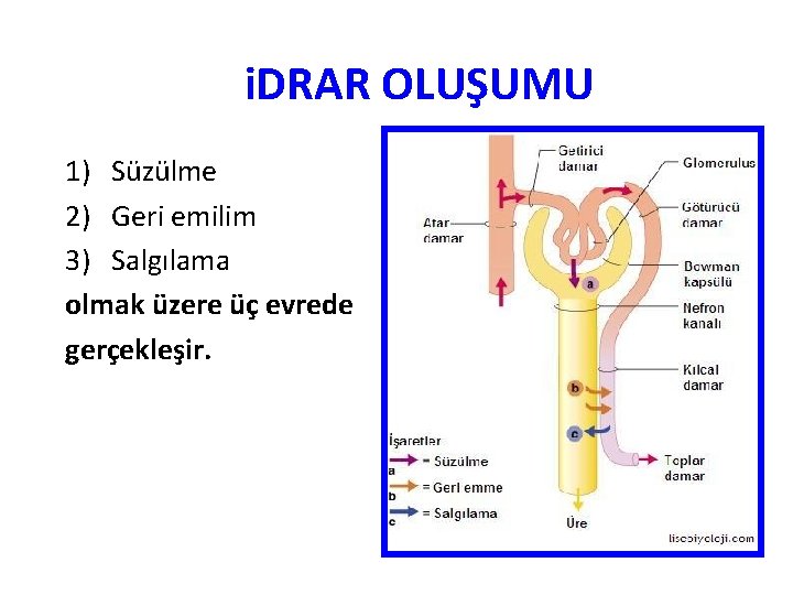 i. DRAR OLUŞUMU 1) Süzülme 2) Geri emilim 3) Salgılama olmak üzere üç evrede