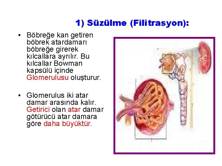 1) Süzülme (Filitrasyon): • Böbreğe kan getiren böbrek atardamarı böbreğe girerek kılcallara ayrılır. Bu