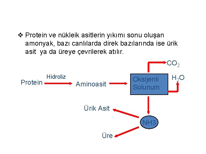 v Protein ve nükleik asitlerin yıkımı sonu oluşan amonyak, bazı canlılarda direk bazılarında ise