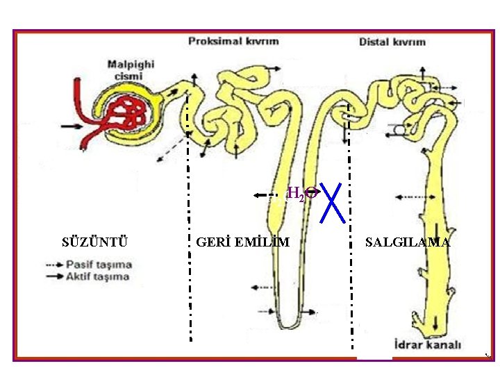 H 2 O SÜZÜNTÜ GERİ EMİLİM SALGILAMA 