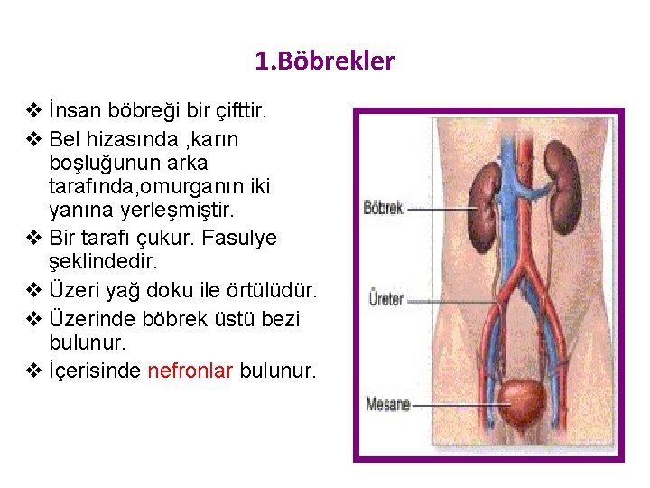 1. Böbrekler v İnsan böbreği bir çifttir. v Bel hizasında , karın boşluğunun arka