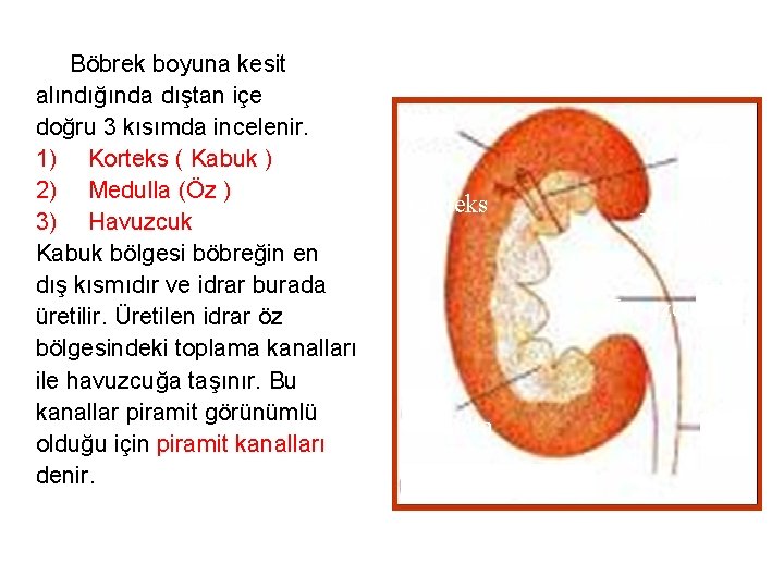 Böbrek boyuna kesit alındığında dıştan içe doğru 3 kısımda incelenir. 1) Korteks ( Kabuk