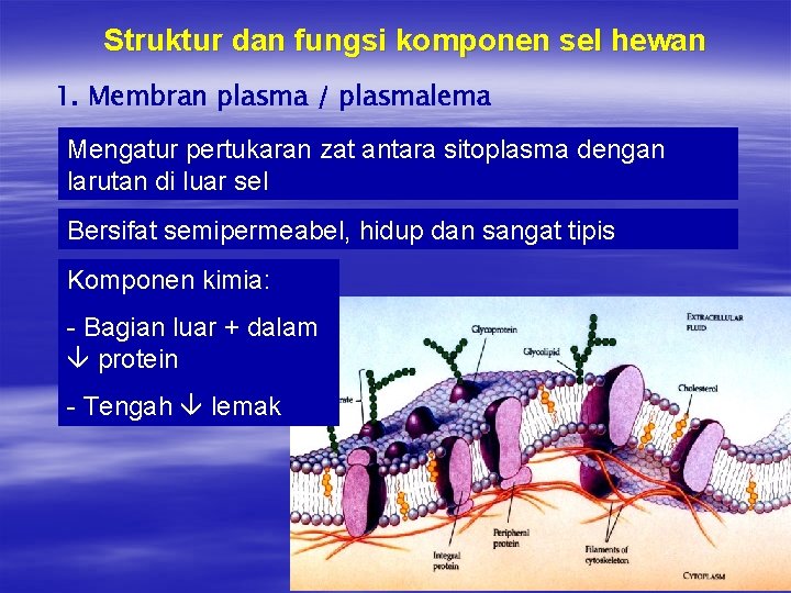 Struktur dan fungsi komponen sel hewan 1. Membran plasma / plasmalema Mengatur pertukaran zat