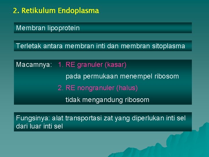 2. Retikulum Endoplasma Membran lipoprotein Terletak antara membran inti dan membran sitoplasma Macamnya: 1.