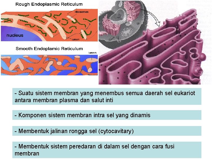 - Suatu sistem membran yang menembus semua daerah sel eukariot antara membran plasma dan