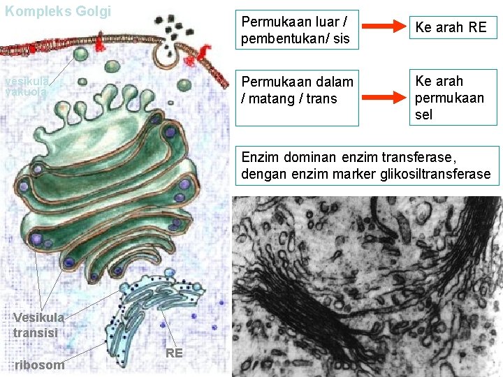 Kompleks Golgi vesikula vakuola Permukaan luar / pembentukan/ sis Ke arah RE Permukaan dalam