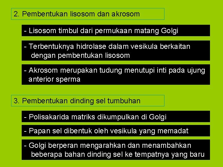 2. Pembentukan lisosom dan akrosom - Lisosom timbul dari permukaan matang Golgi - Terbentuknya