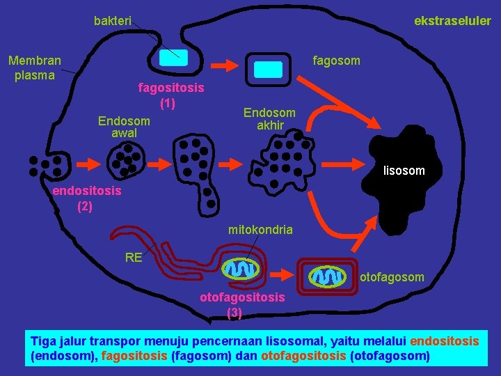 bakteri Membran plasma ekstraseluler fagosom fagositosis (1) Endosom awal Endosom akhir lisosom endositosis (2)