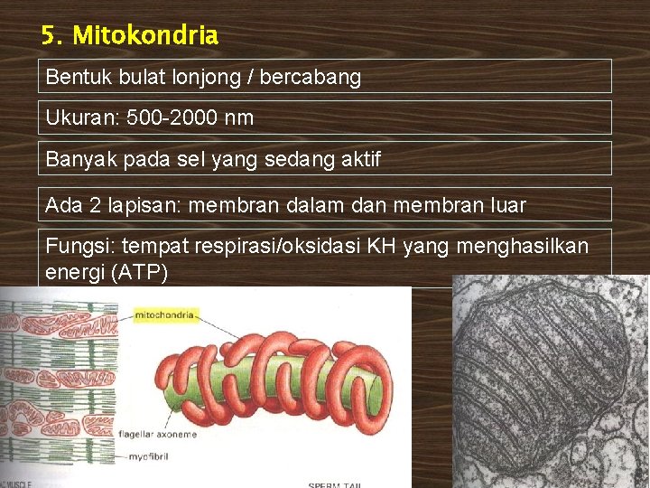 5. Mitokondria Bentuk bulat lonjong / bercabang Ukuran: 500 -2000 nm Banyak pada sel