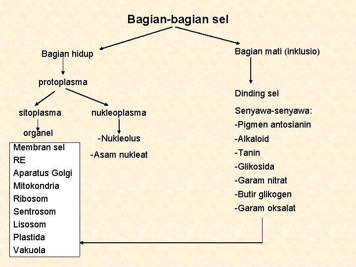 Bagian-bagian sel Bagian mati (inklusio) Bagian hidup protoplasma Dinding sel sitoplasma organel Membran sel