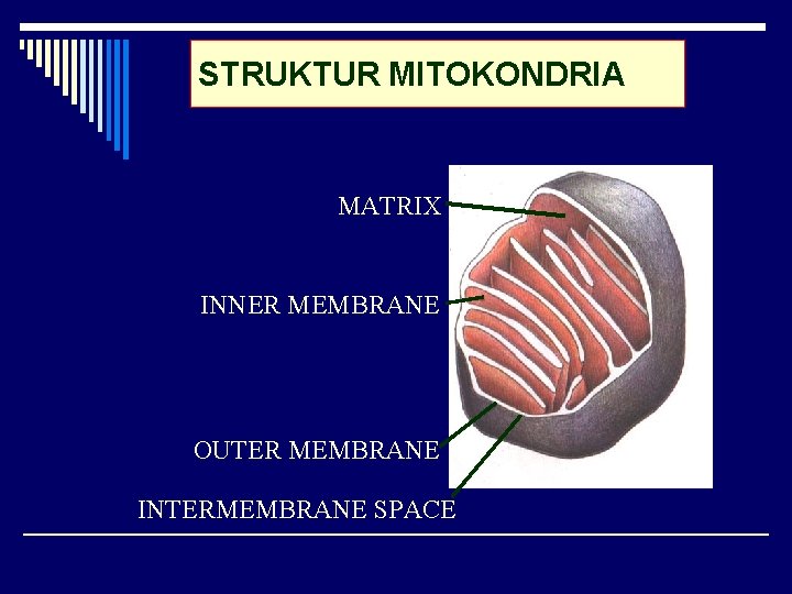 STRUKTUR MITOKONDRIA MATRIX INNER MEMBRANE OUTER MEMBRANE INTERMEMBRANE SPACE 