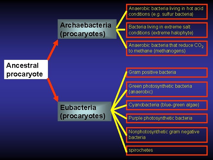 Anaerobic bacteria living in hot acid conditions (e. g. sulfur bacteria) Archaebacteria (procaryotes) Bacteria