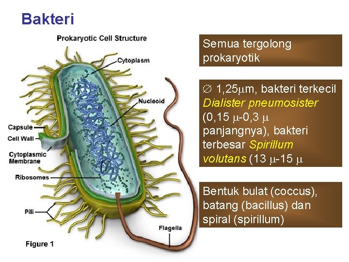 Bakteri Semua tergolong prokaryotik 1, 25 m, bakteri terkecil Dialister pneumosister (0, 15 -0,