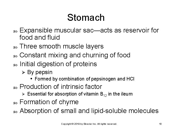 Stomach Expansible muscular sac—acts as reservoir food and fluid Three smooth muscle layers Constant