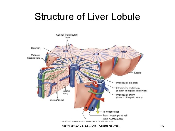 Structure of Liver Lobule Copyright © 2019 by Elsevier Inc. All rights reserved. 119