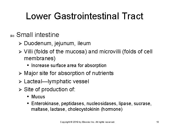 Lower Gastrointestinal Tract Small intestine Duodenum, jejunum, ileum Ø Villi (folds of the mucosa)