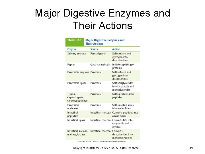Major Digestive Enzymes and Their Actions Copyright © 2019 by Elsevier Inc. All rights