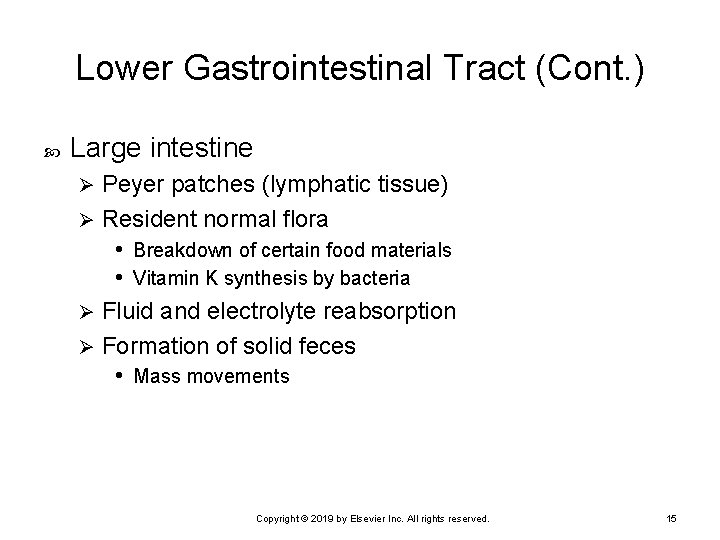 Lower Gastrointestinal Tract (Cont. ) Large intestine Peyer patches (lymphatic tissue) Ø Resident normal