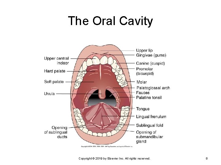 The Oral Cavity Copyright © 2019 by Elsevier Inc. All rights reserved. 8 