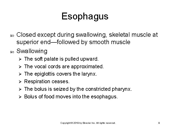 Esophagus Closed except during swallowing, skeletal muscle at superior end—followed by smooth muscle Swallowing