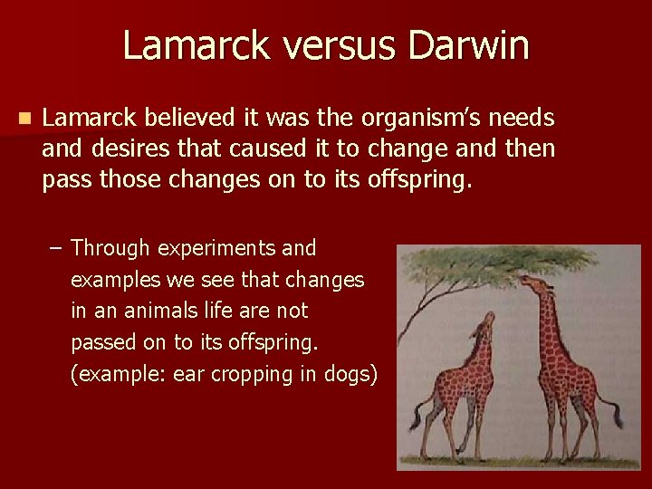 Lamarck versus Darwin n Lamarck believed it was the organism’s needs and desires that