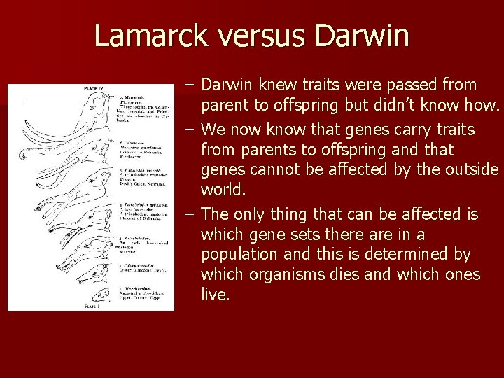 Lamarck versus Darwin – Darwin knew traits were passed from parent to offspring but