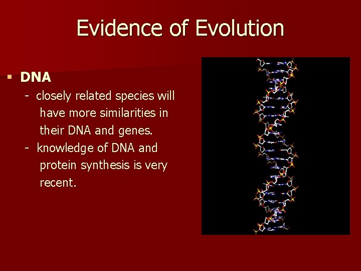 Evidence of Evolution § DNA - closely related species will have more similarities in