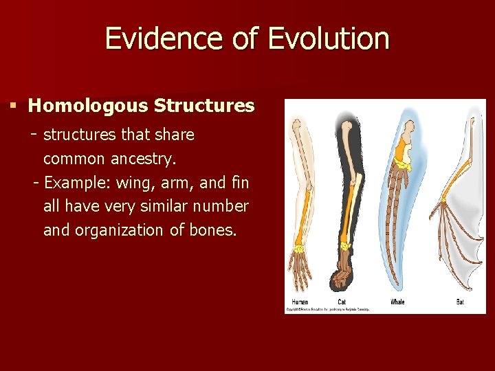 Evidence of Evolution § Homologous Structures - structures that share common ancestry. - Example: