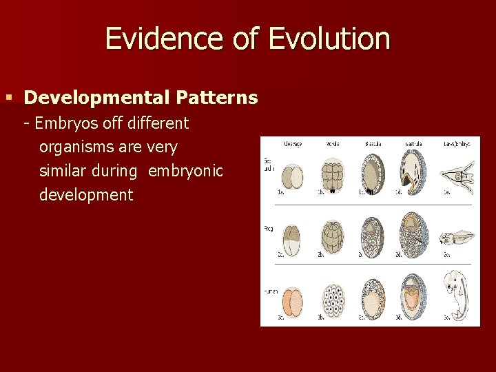 Evidence of Evolution § Developmental Patterns - Embryos off different organisms are very similar