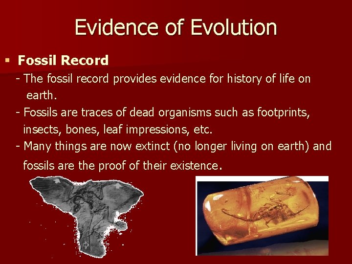 Evidence of Evolution § Fossil Record - The fossil record provides evidence for history